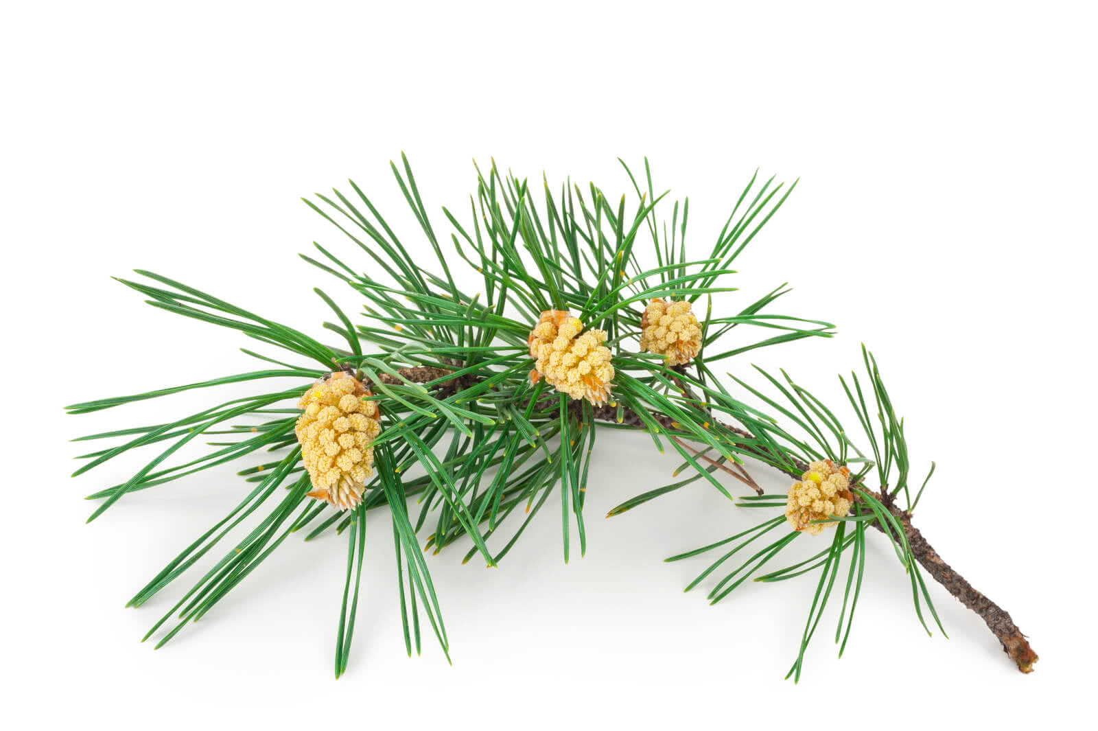 a flowering pine branch 2021 08 27 22 48 26 utc Alpenzirbe