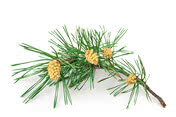 a flowering pine branch 2021 08 27 22 48 26 utc Alpenzirbe.jpg
