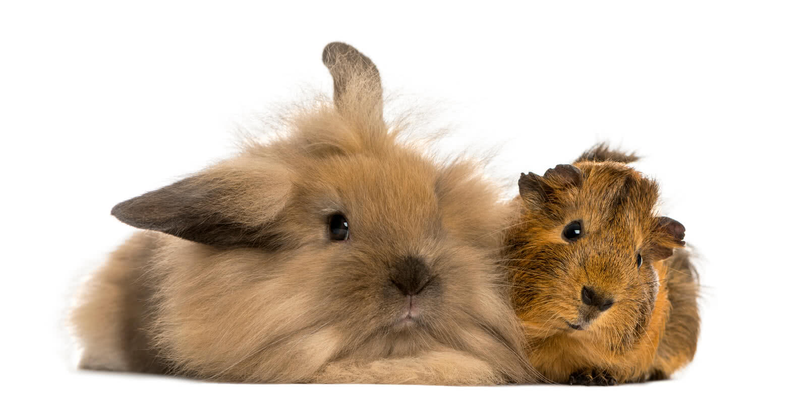angora rabbit and guinea pig isolated on white 2021 08 26 18 03 04 utc