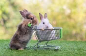 baby rabbit with shopping cart on green grass and 2022 02 19 18 53 14 utc