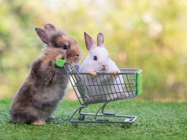 baby rabbit with shopping cart on green grass and 2022 02 19 18 53 14 utc