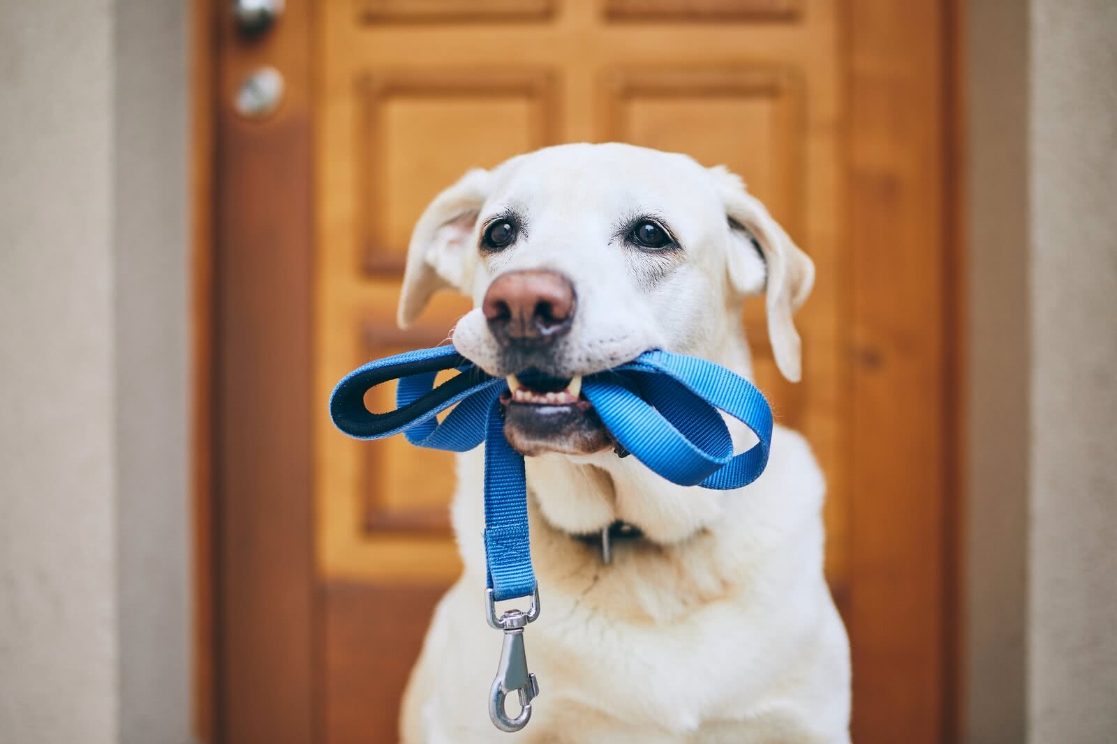 dog waiting for walk 2021 08 26 22 38 55 utc