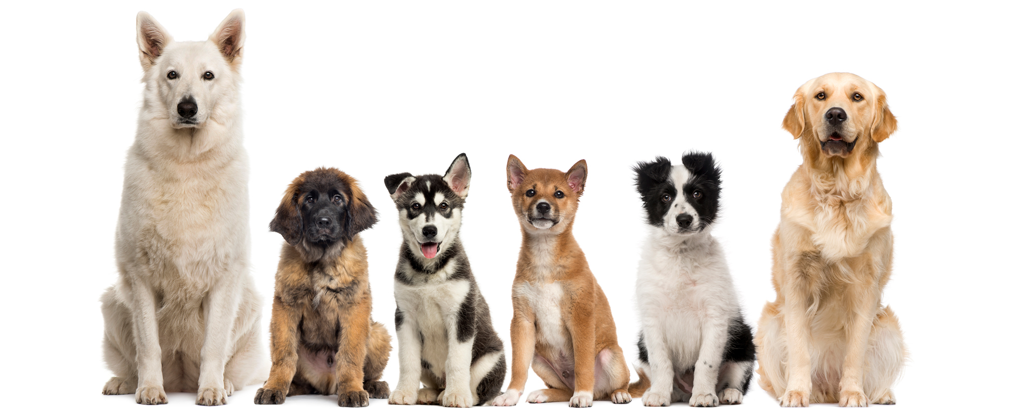 group of dogs sitting in front of a white backgrou 2021 08 26 18 03 22 utc 2