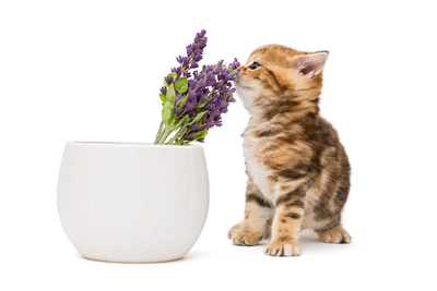 kitten and a vase with lavender flower 2021 08 26 16 02 39 utc