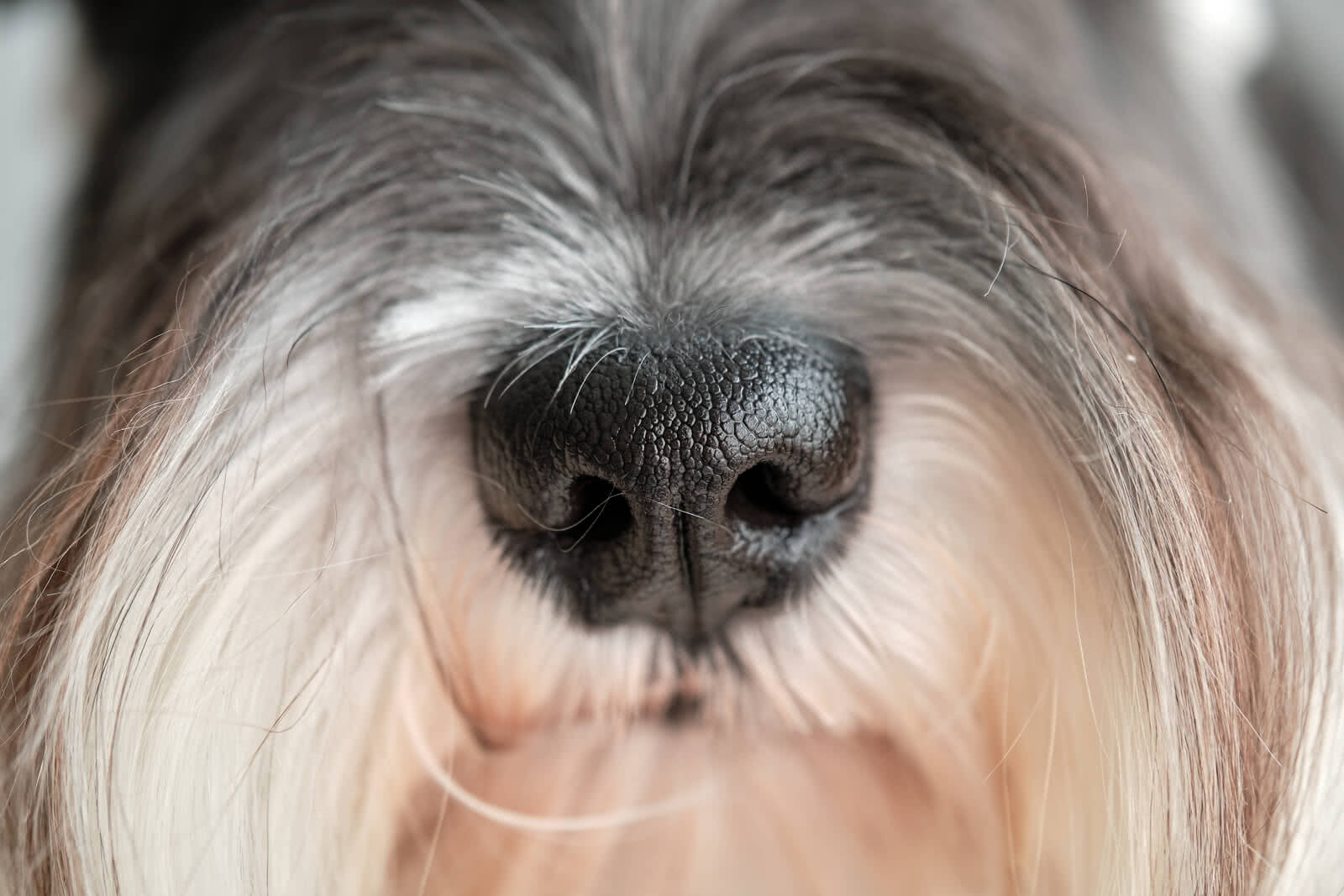 muzzle of long haired purebred dog 2022 01 28 09 33 42 utc