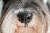 muzzle of long haired purebred dog 2022 01 28 09 33 42 utc