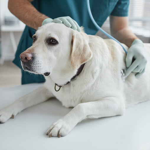 Für veterinärmedizinischen und tiertherapeutischen Bereich