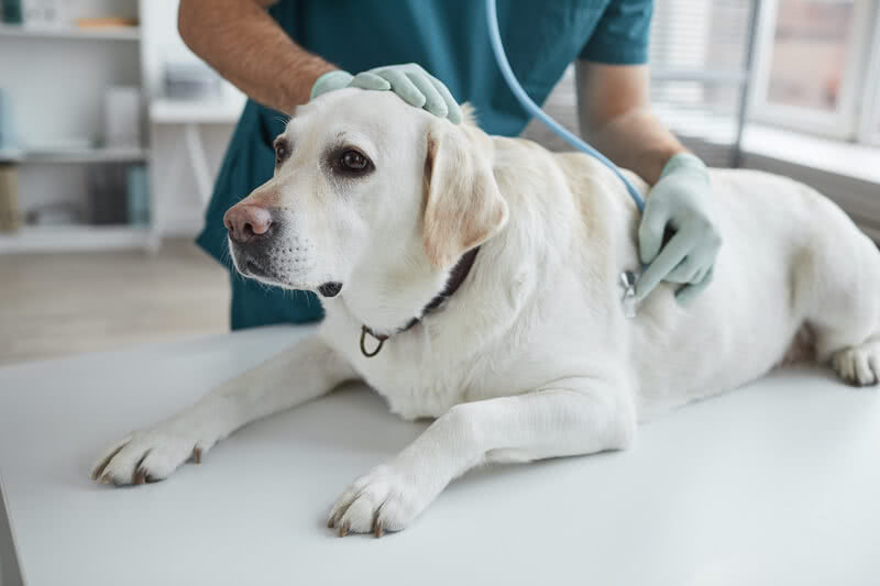 patient dog at examination in vet clinic 2021 09 24 04 16 27 utc