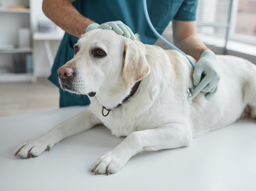 patient dog at examination in vet clinic 2021 09 24 04 16 27 utc
