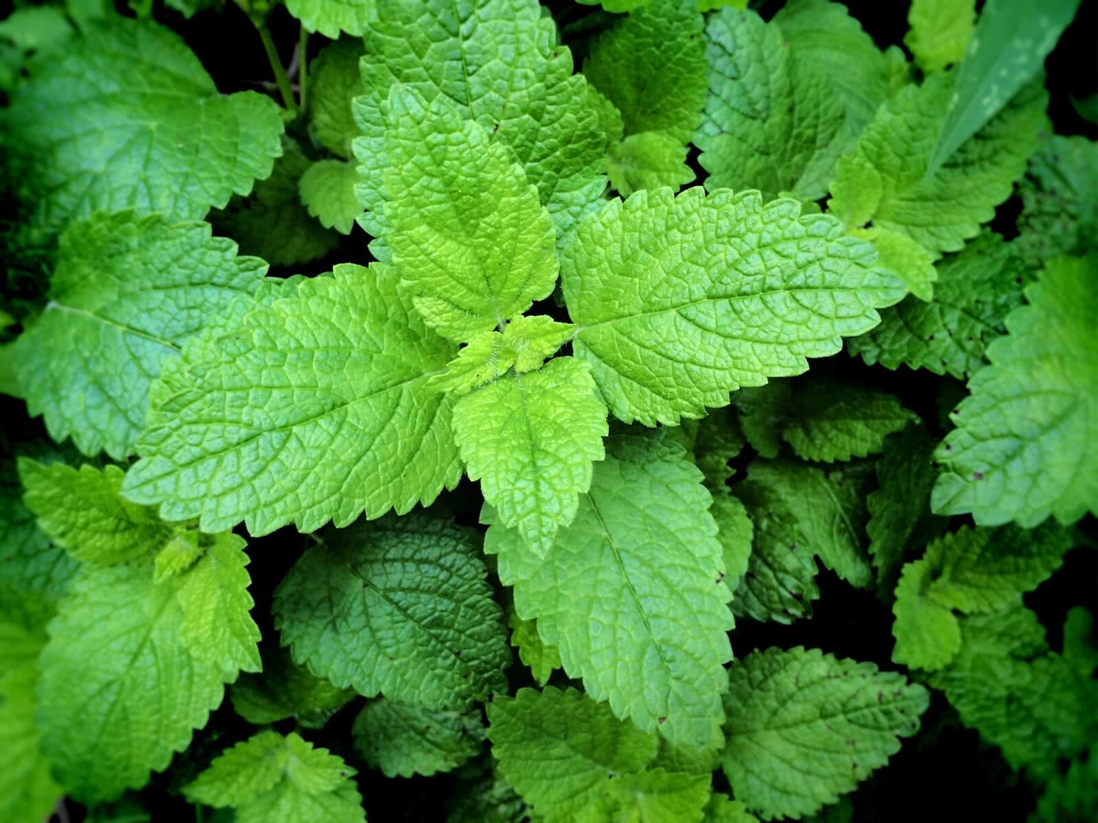 peppermint 2021 09 03 07 41 14 utc Pfefferminz