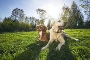 two friendly dogs in nature 2021 08 26 22 38 54 utc
