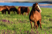 wild horses graze in the sunlit meadow 2021 08 26 19 57 37 utc  1 