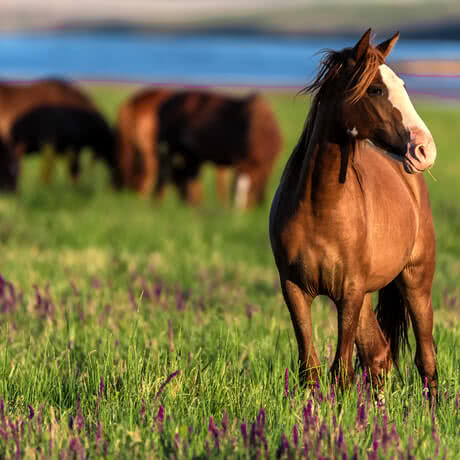Natürliche Tierpflege für Pferde