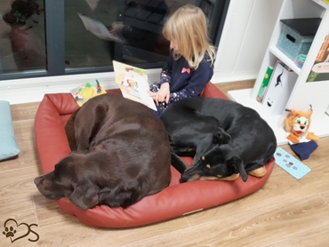 Lesehunde Sendfelds