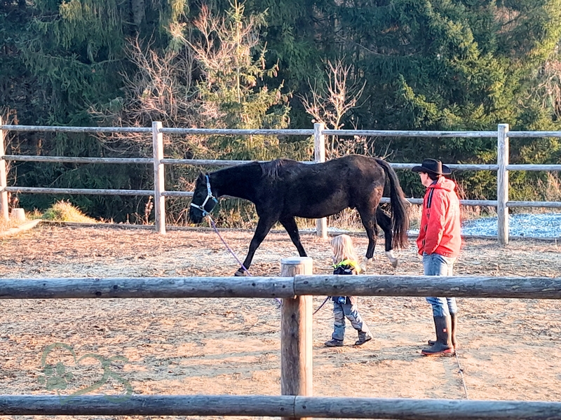 Sendfelds Faszination Pferd3