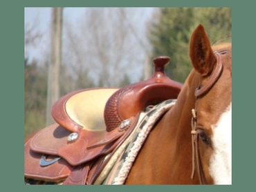 Pferd 1