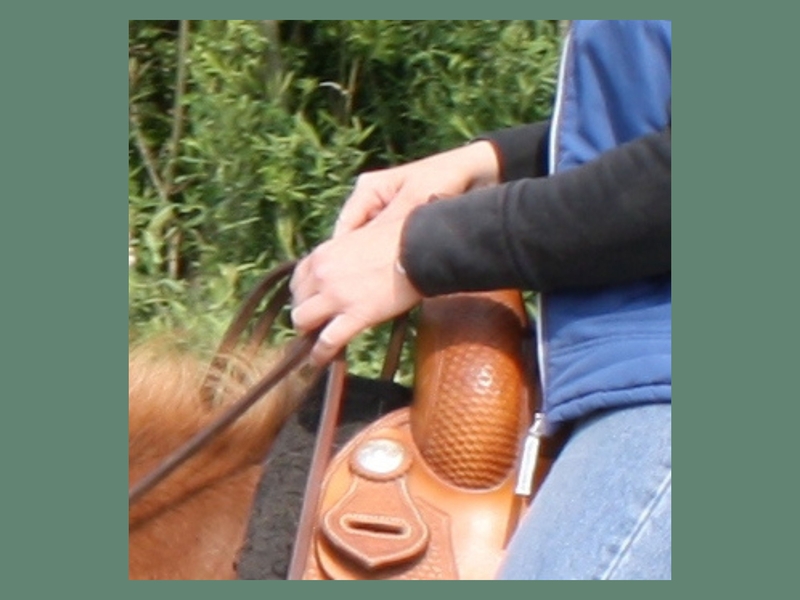 Pferd 3