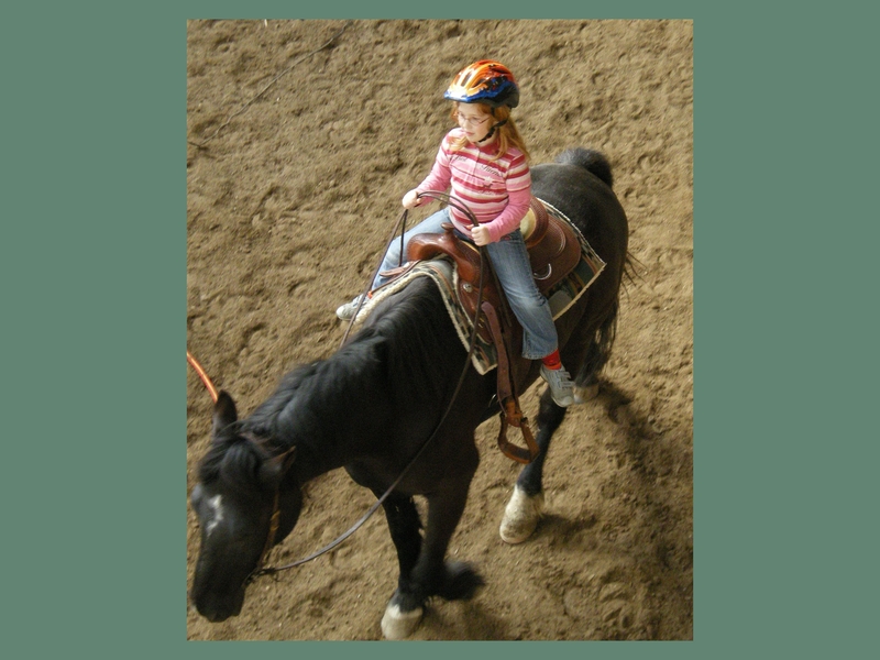Pferd 4