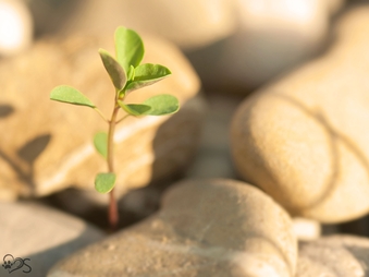 Resilienz Life Coaching