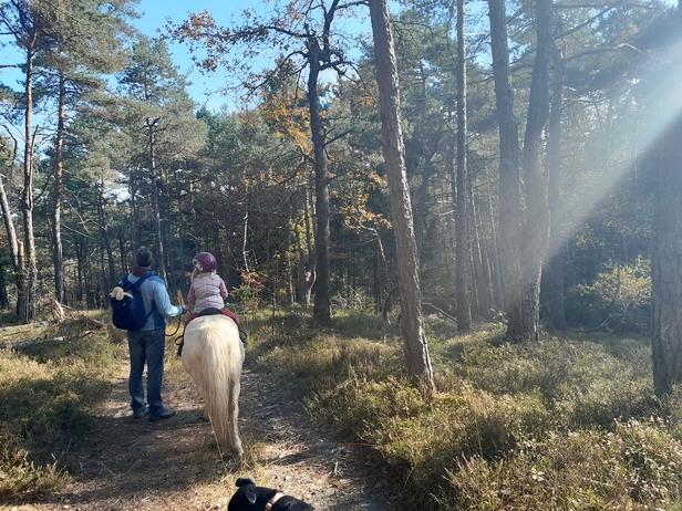 Spaziergang Wald