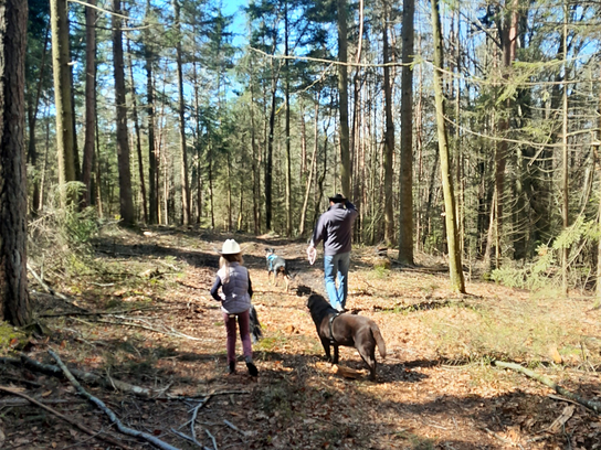mehr leichtigkeit klarheit wald 4000x3000